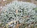 Teucrium polium